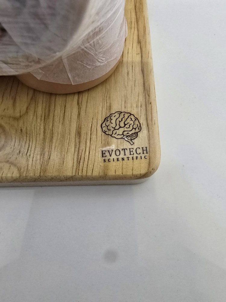 Evotech Mini Human Torso 10 inch Science Learning School