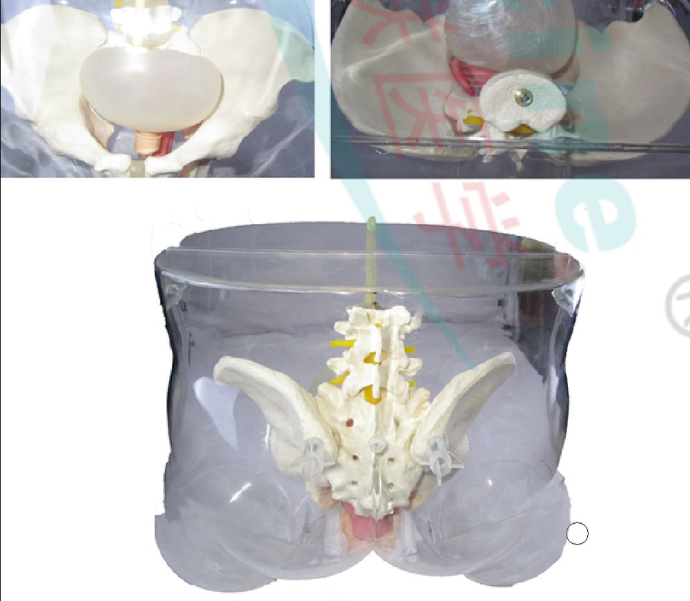 1:1 Human Female Transparent Catheterization Model Training Display Model