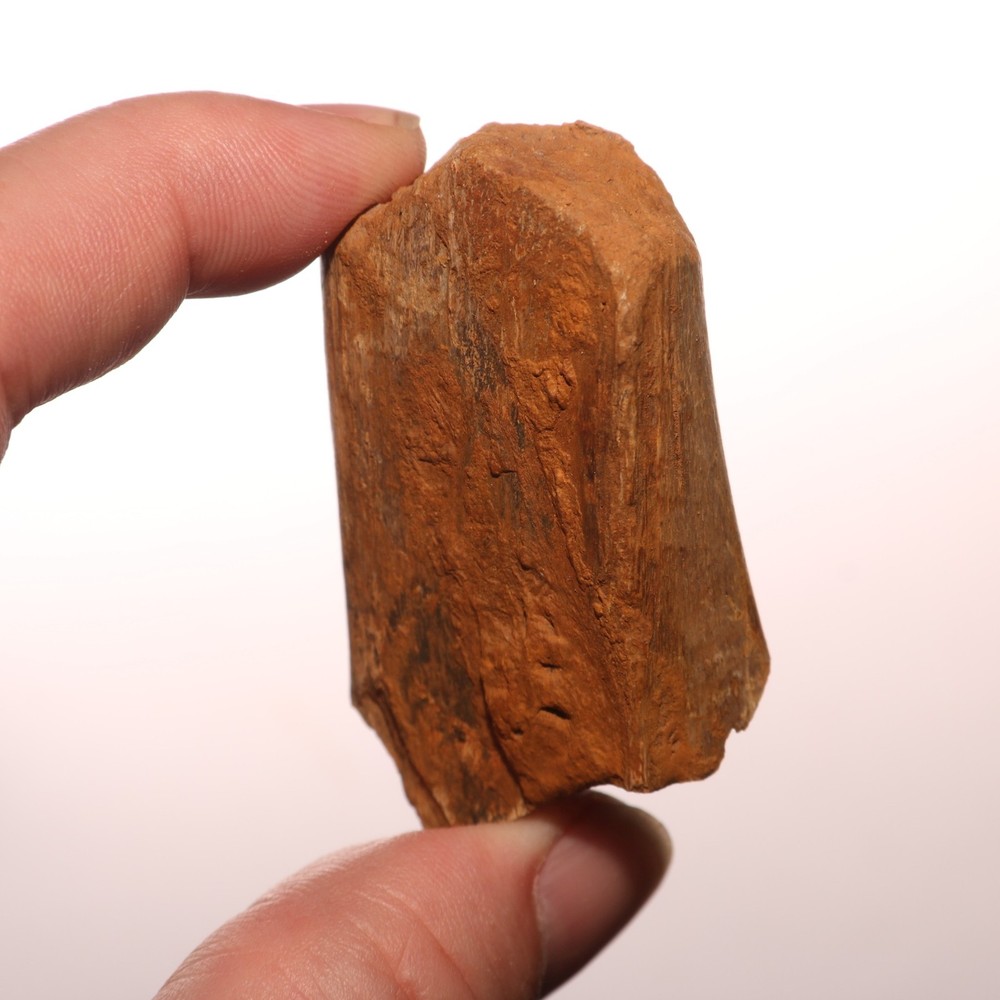 Dinosaur Rib Piece Bone - Fossil - Authentic Hell Creek Formation Cretaceous