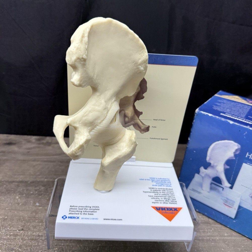 Merck Vioxx Hip Model Anatomic Hip Display Model Original Box