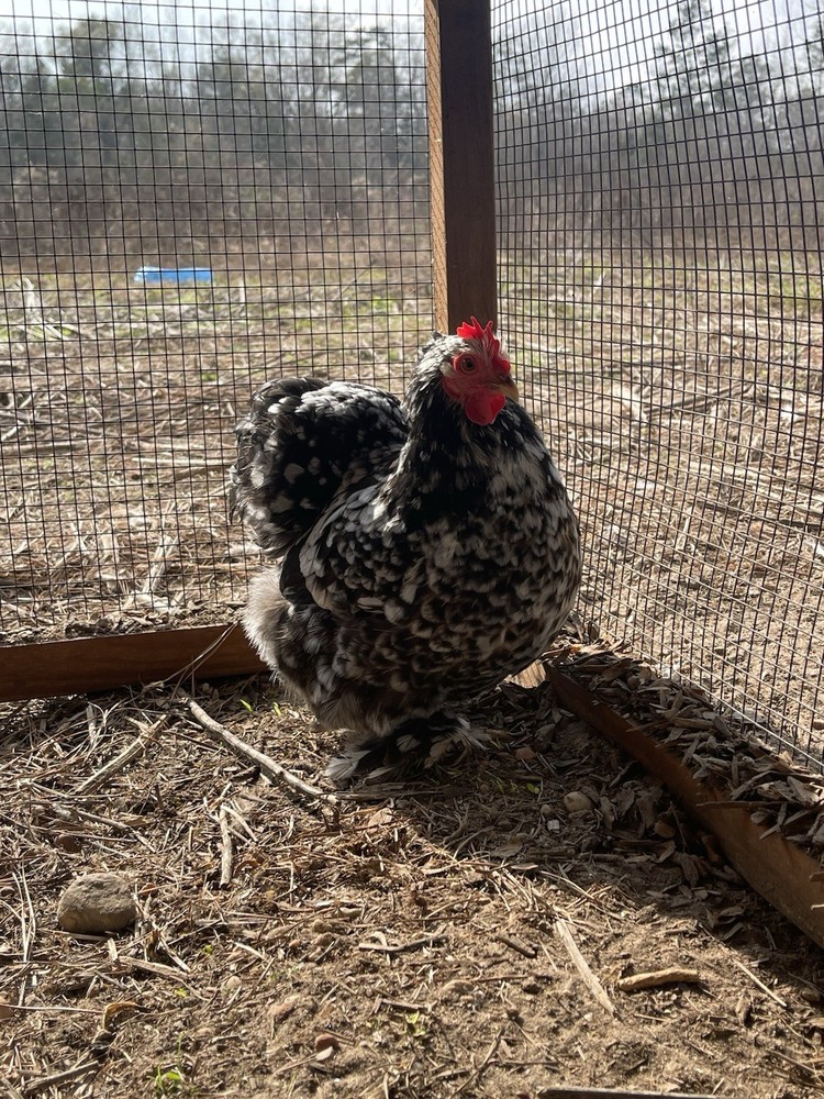 6 Eggs! Calico Cochin Bantam Eggs!