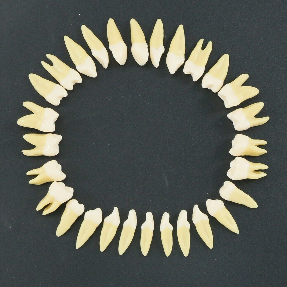 Dental 1:1 Permanent Teeth Demonstration Teach Study Model with 28Pcs Teeth
