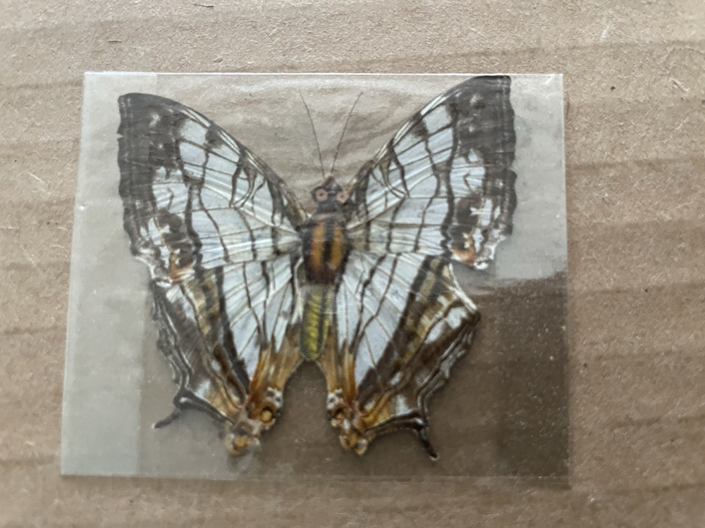 Vintage BUTTERFLY / MOTH Specimen REAL WINGS #13