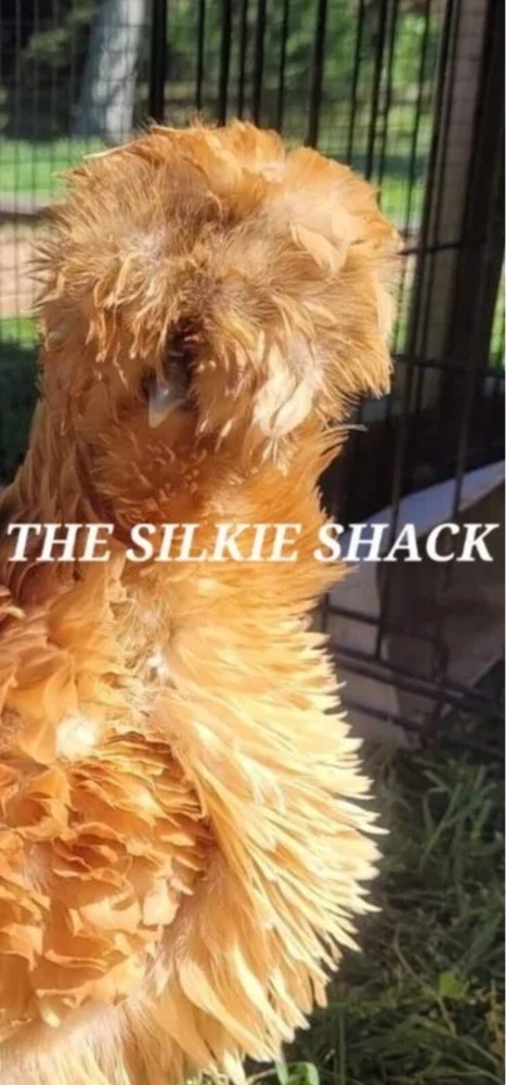 Silkie Chicken Hatching Eggs NPIP Certified ( 1 Dozen)