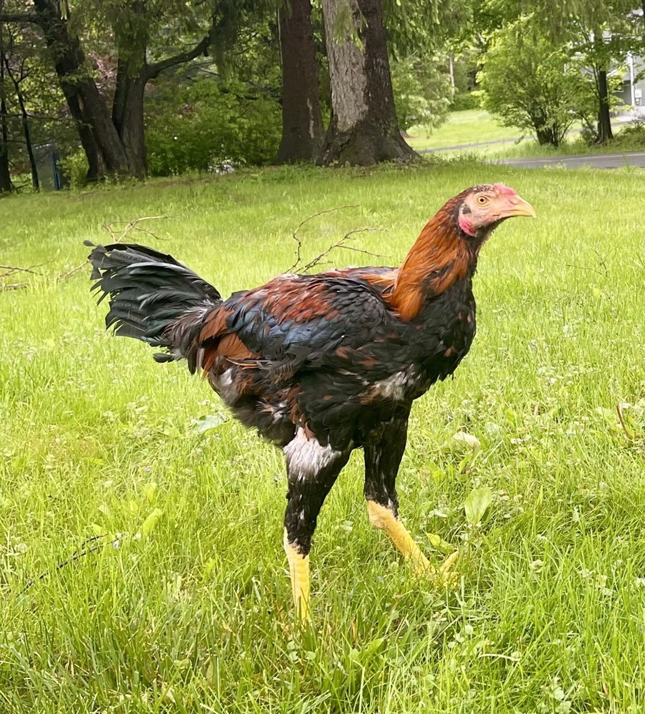 INDIO GIANT   100% PURE TYPE ( 6 ) HATCHING EGGS
