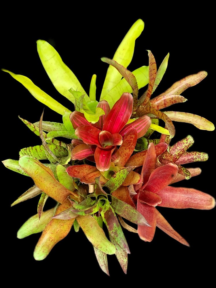 Bromeliad Offset Package - *Grower's Choice*