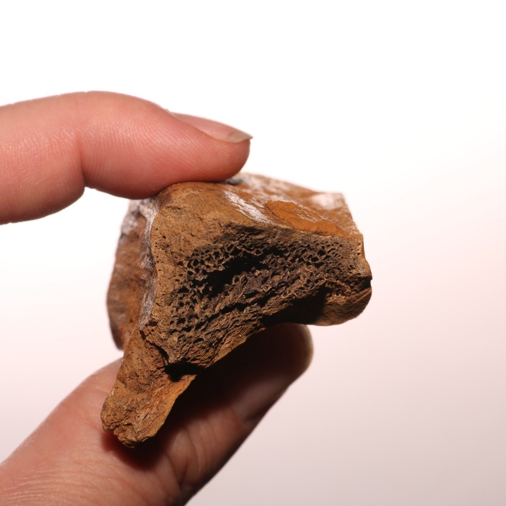 Dinosaur Rib Piece Bone - Fossil - Authentic Hell Creek Formation Cretaceous