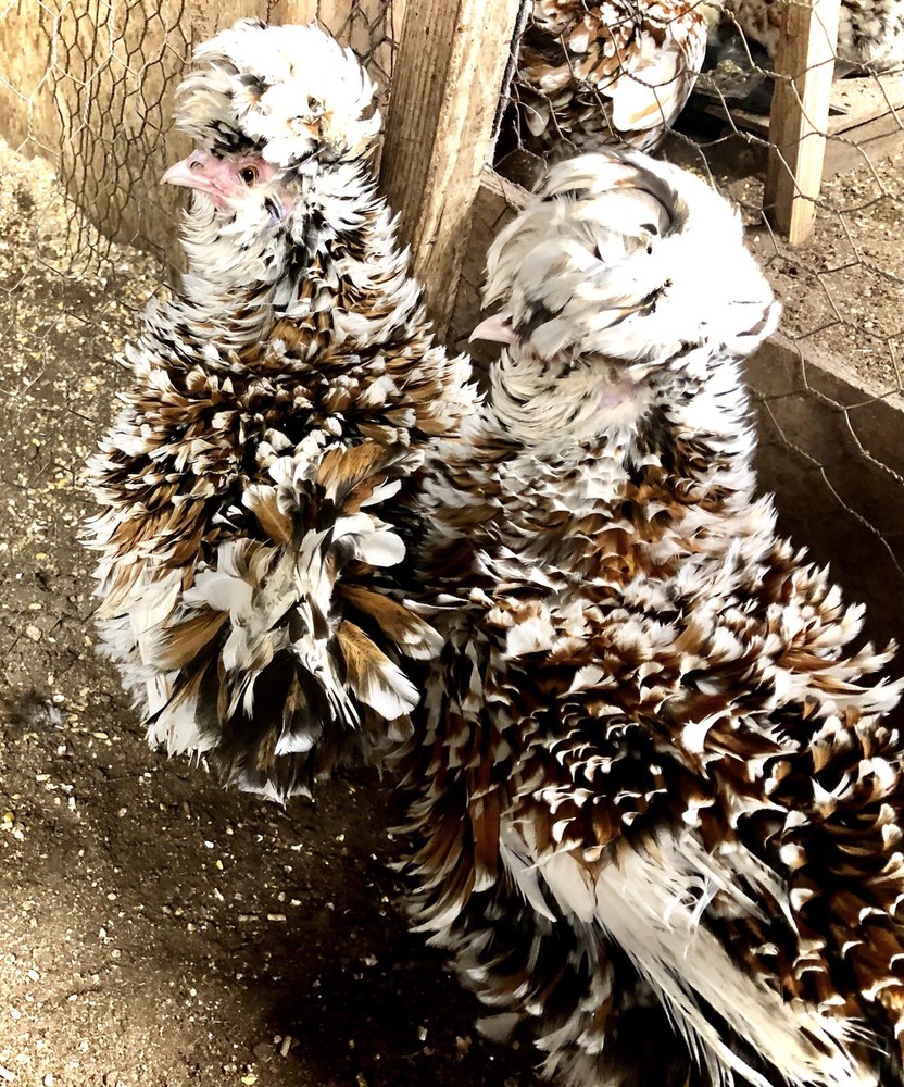 Polish Frizzle Hatching Eggs 15+ NPIP