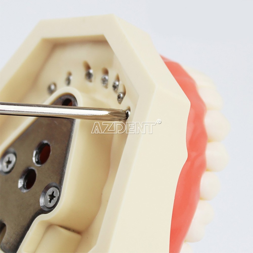 Dental Typodont Model 32pcs Standard Removable Teeth DP-style Articulator AZDENT