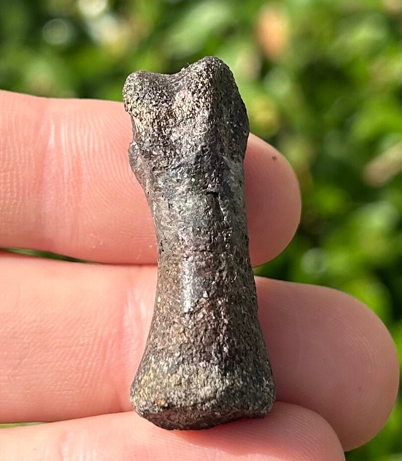 RARE Coelurus Toe Phalange Fossil Theropod Dinosaur Bones Morrison Formation