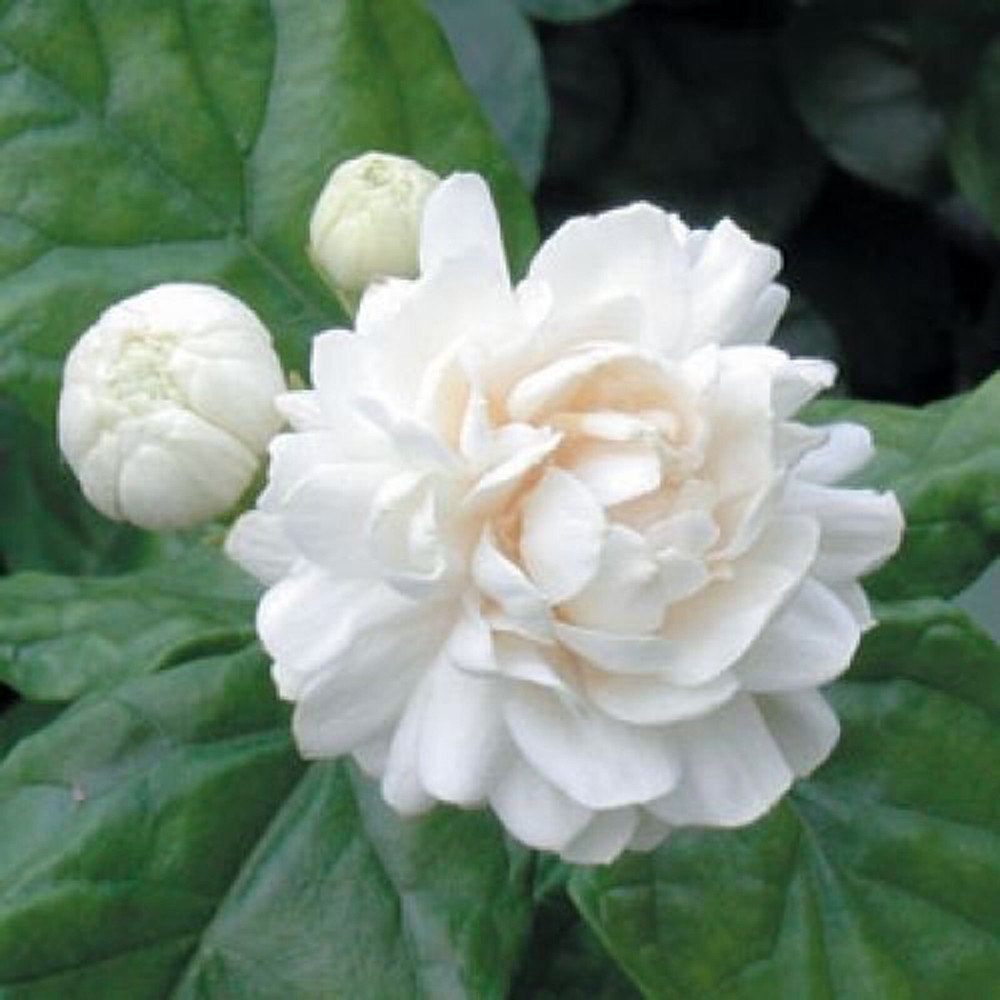 Arabian Jasmine Plant 12" height