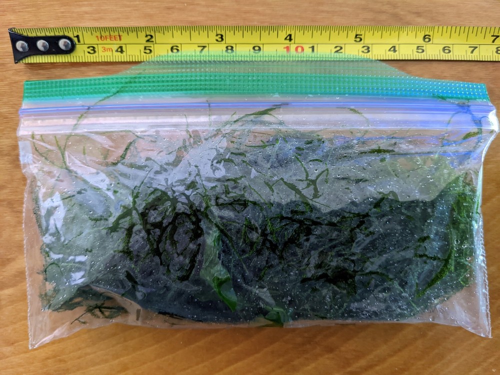 Freshwater Aquarium Java Moss - Snack Bag Portion