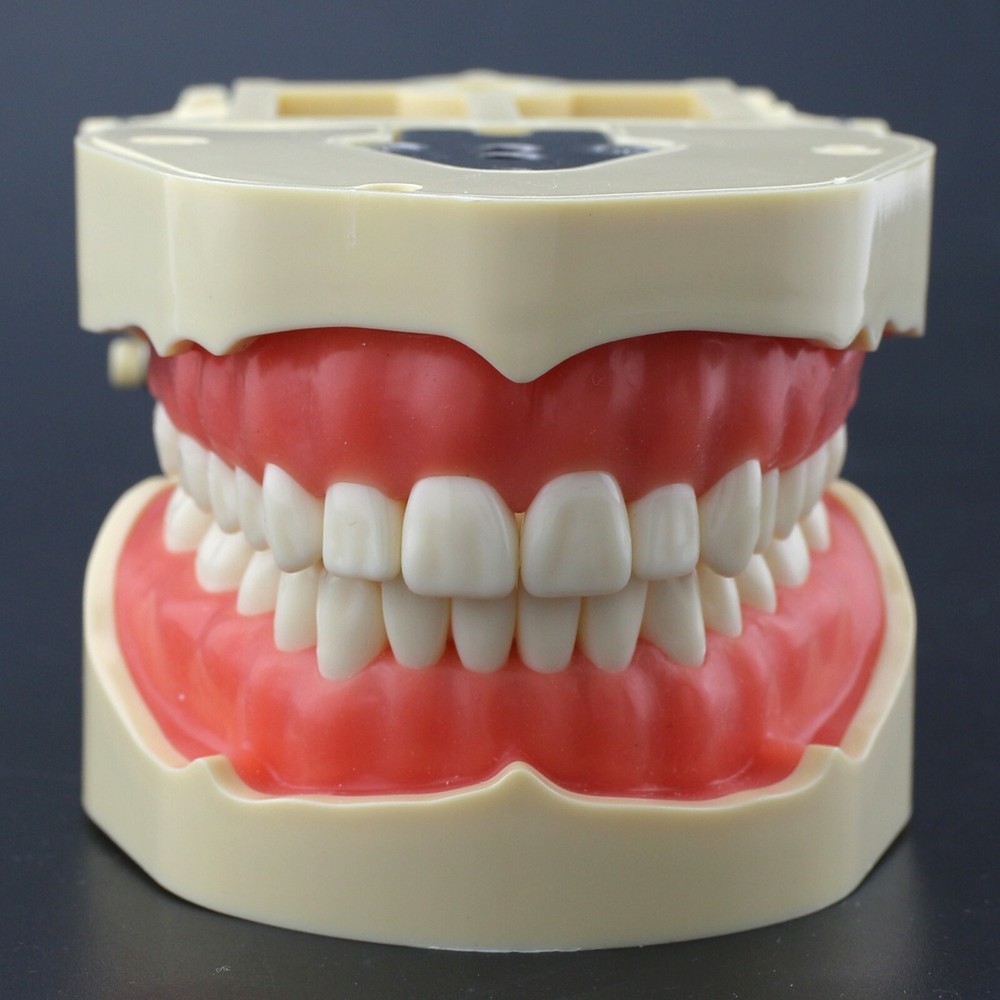 Frasaco Style Dental Typodont Model 28 Teeth Soft Gingiva Standard Working Model