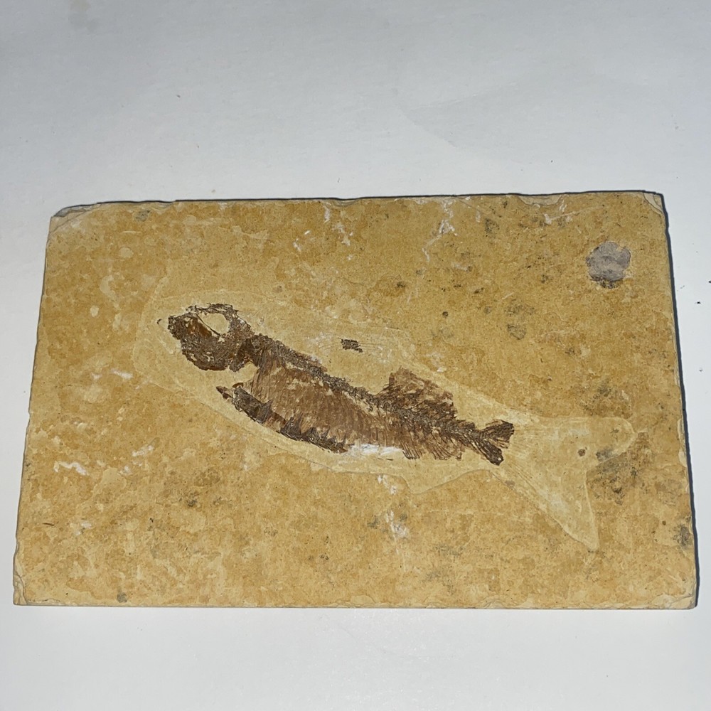 Fossil Fish Knightia (Wyoming)