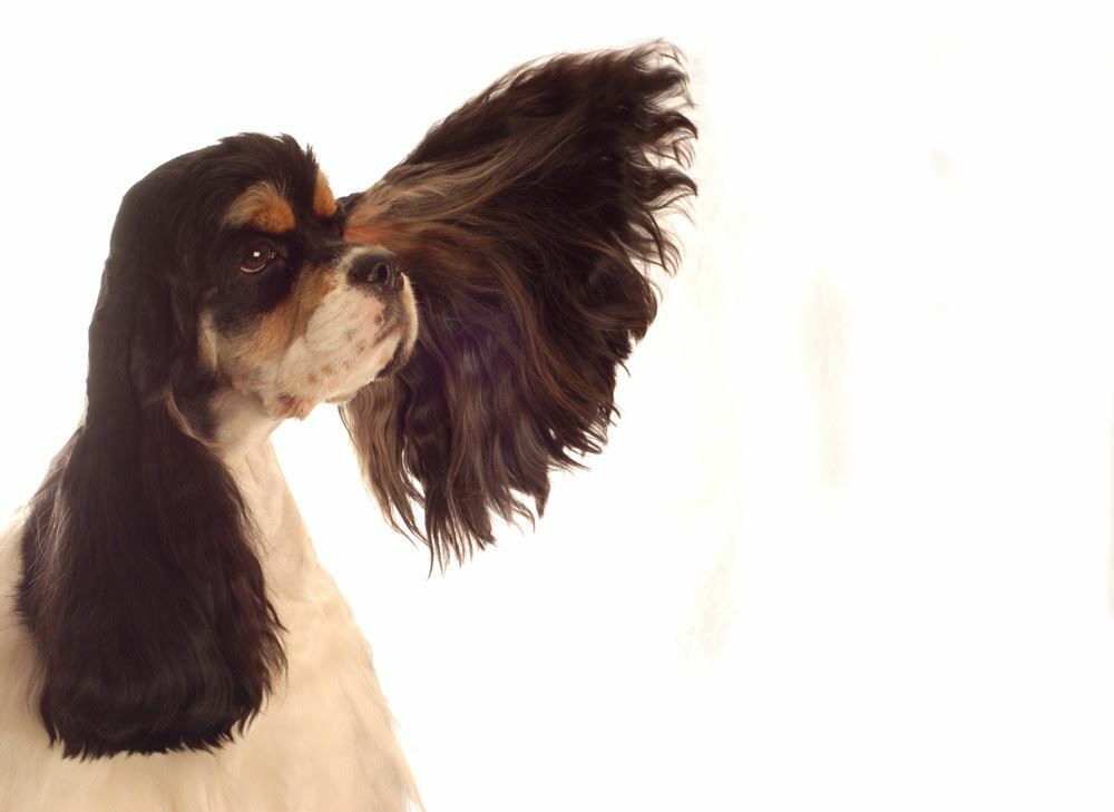 Pet Safe Ear Drops