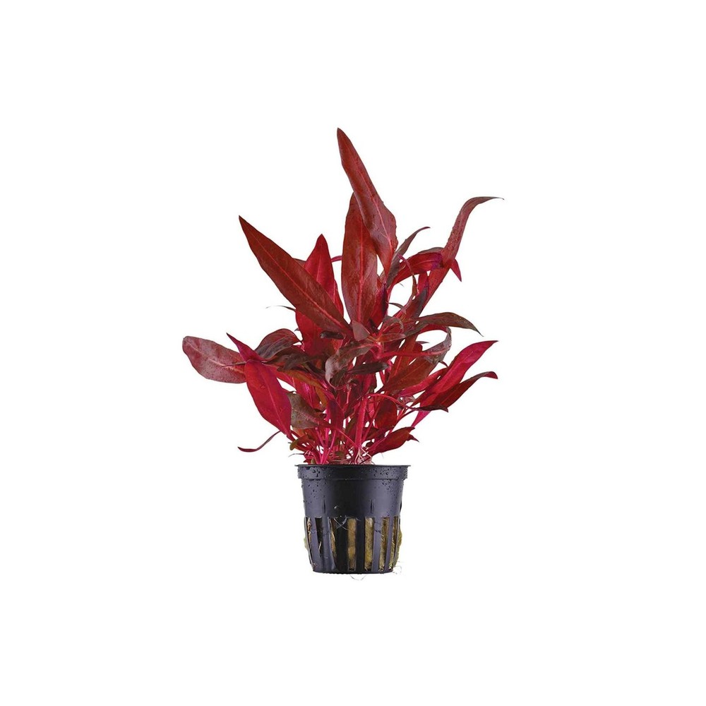 Fire Temple Alternanthera Rosanervig