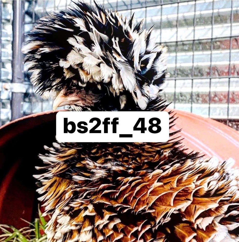 24+ Polish Hatching Eggs Variety Pack