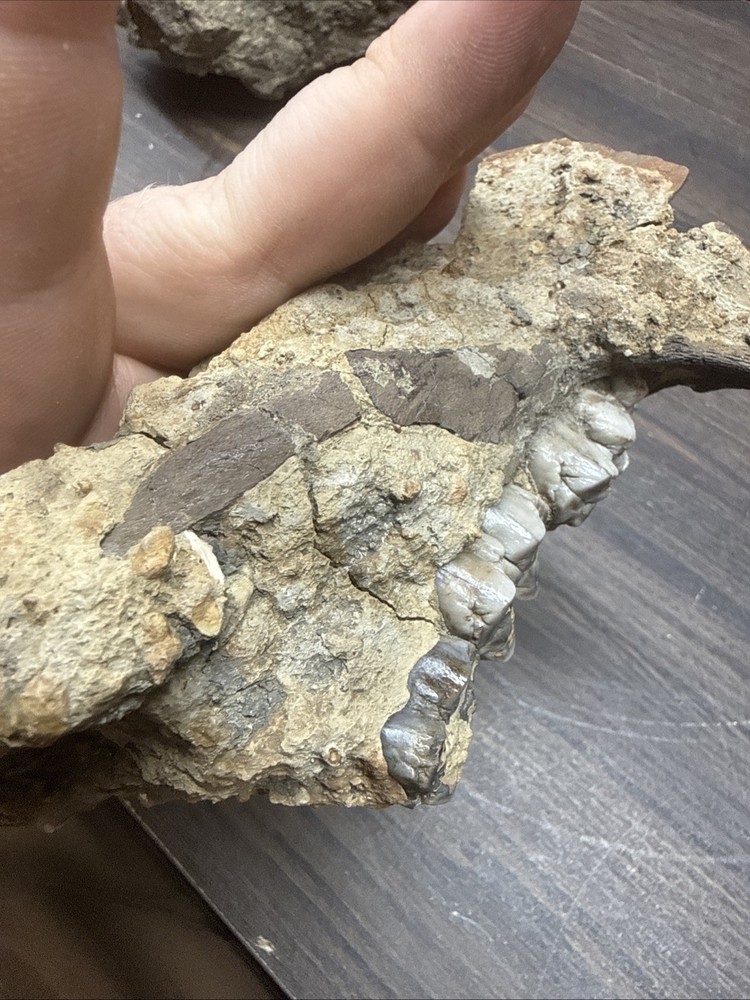 Unique Jaw Bone Fossil Specimen Fragile Unknown Species/Type
