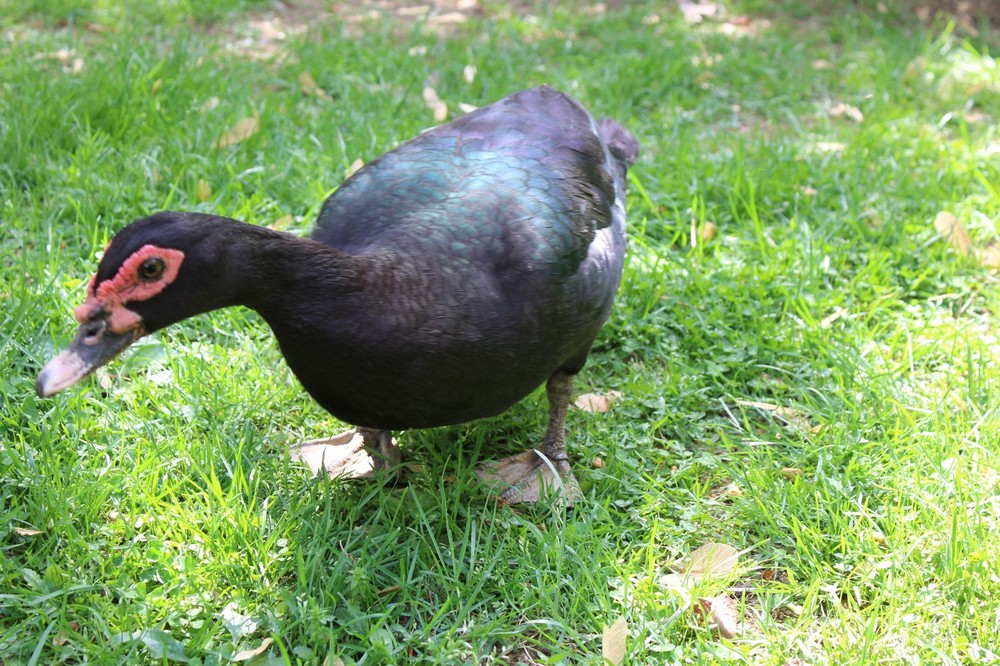 Exhibition Quality Muscovy Hatching Eggs 96% solid BLACK ducks only 12 eggs
