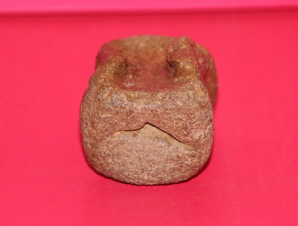 Thescelosaurus Vertebra Dinosaur Bone Authentic Hell Creek Formation Cretaceous