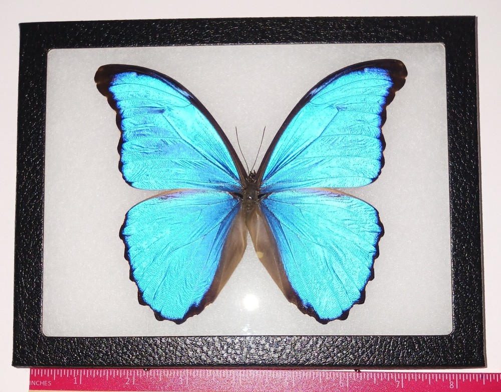 REAL FRAMED BUTTERFLY MORPHO  DIDIUS A1  BLUE PERU RIKER DISPLAY