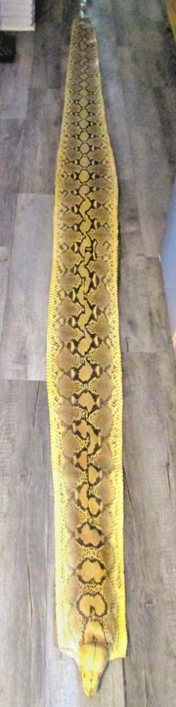 Taxidermy Genuine 15' 4" Long Reticulated Python Hide