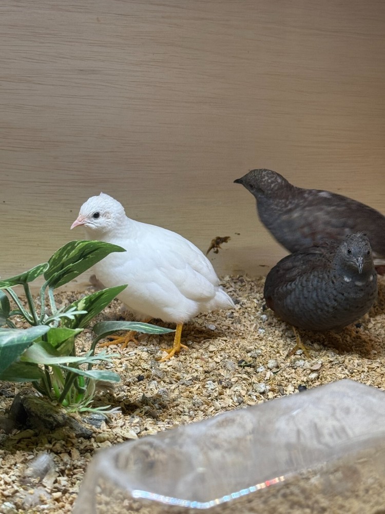 40 Button Quail Hatching Eggs Multiple Colors