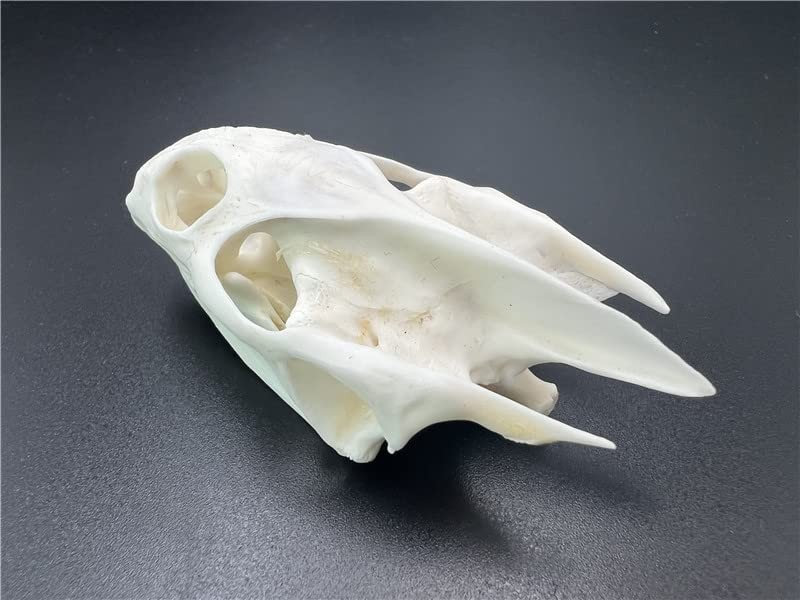 Real Turtle Skull Animal Skeleton Bone Specimen Educational Science Gift