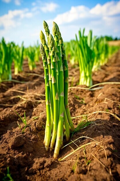 Hydration enhancer - ASPARAGUS YOUNG SHOOTS - Nutritional vitality blend 1Bot