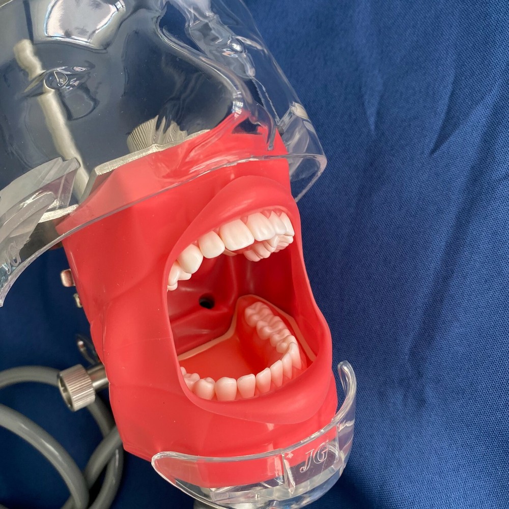 Desktop Mounted Dental Manikin Phantom Head Simulator Head Model for Training US