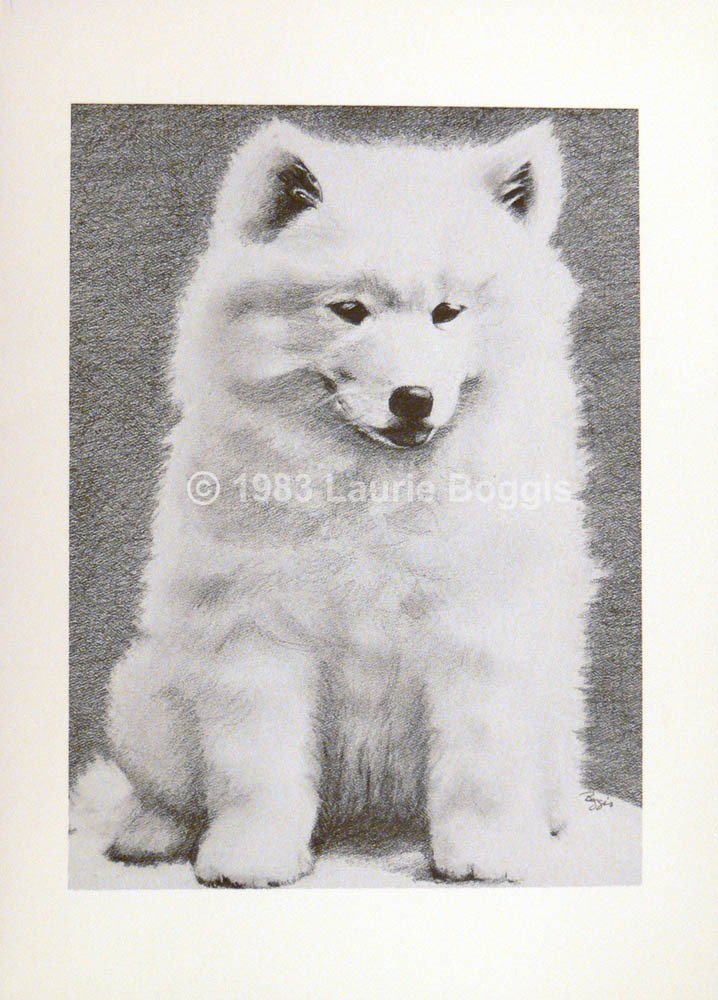 Samoyed Puppy Note Cards, original art, 10-pack