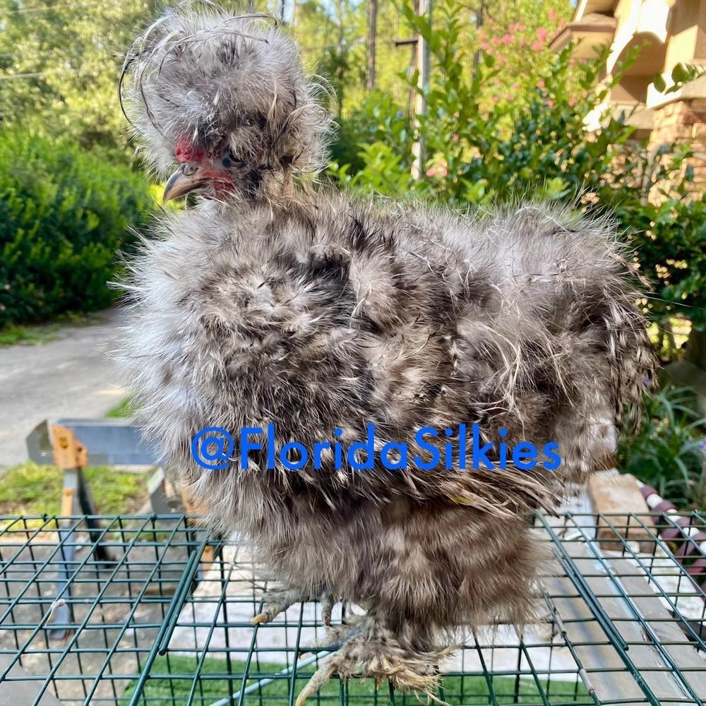 Silkie Hatching Eggs Assorted Colors (READ!) 4+