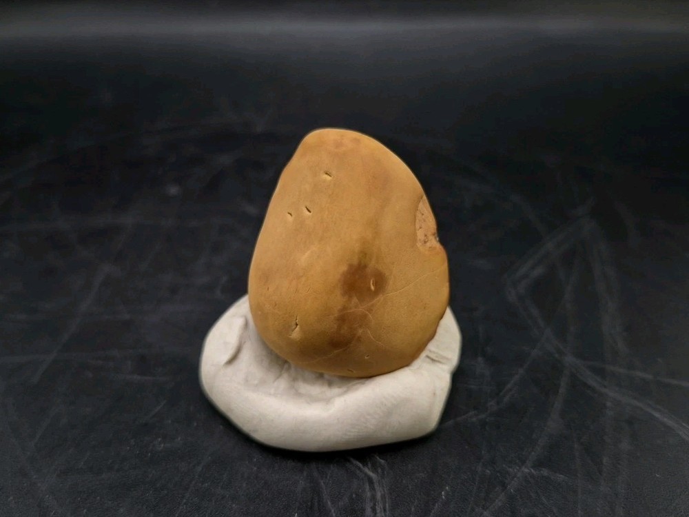 Fossil Seed Pod Pennsylvanian Epoch
