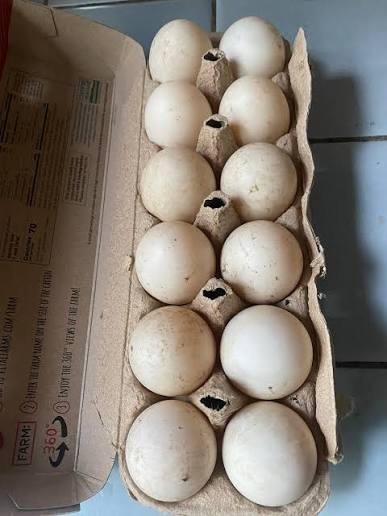 mallard duck hatching eggs x 6