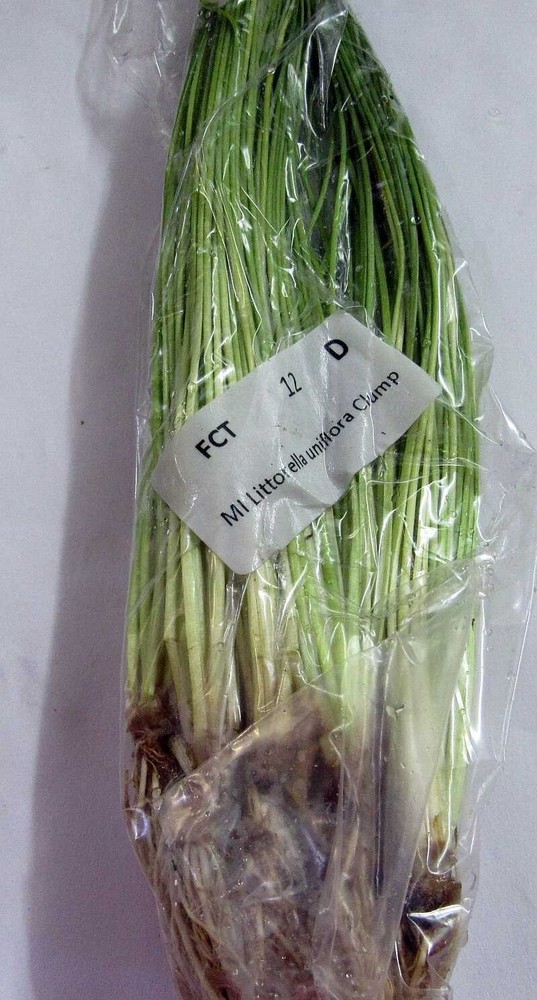 12 clumps Littorella uniflora plants