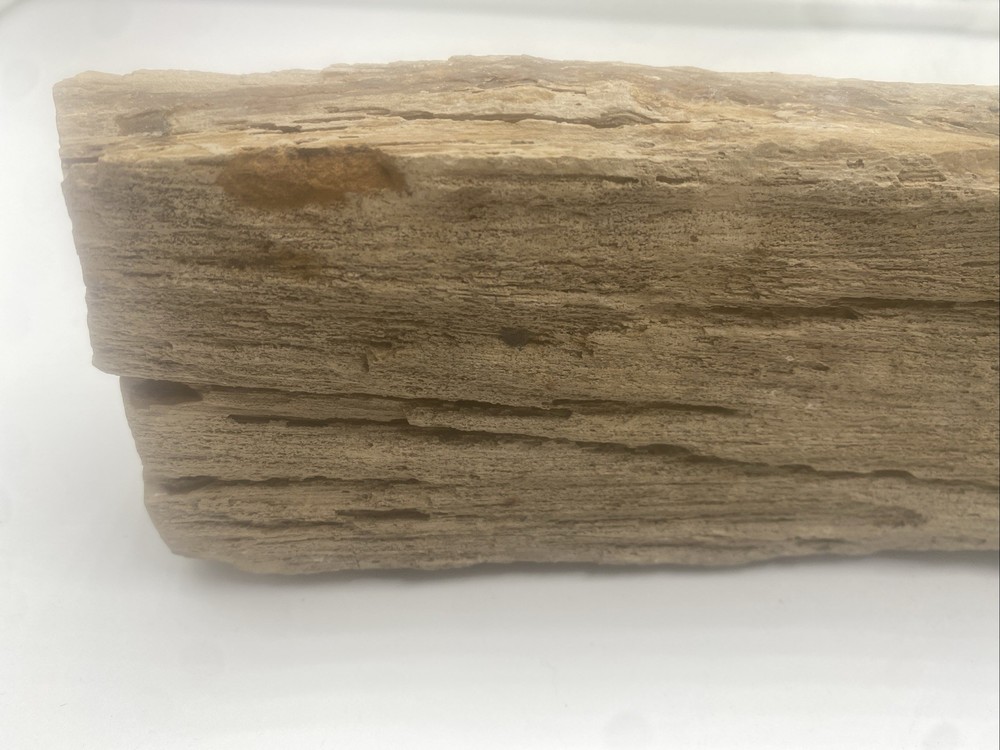 Petrified Wood Natural
