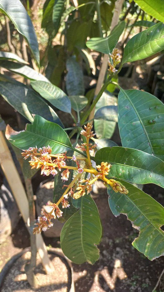 Grafted Mangifera Odorata