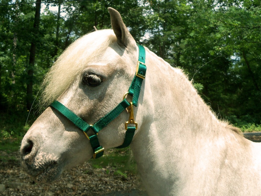 Miniature Horse Adjustable Nylon Halter, Hunter Green