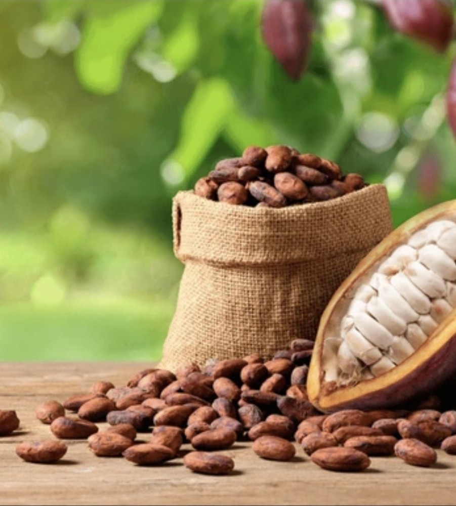 raw whole cocoa seed-1lb. 100% natural