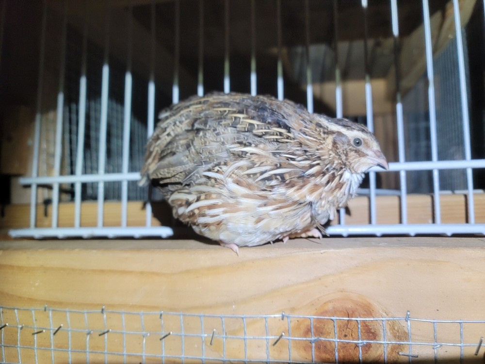 50+ Fertile Coturnix Quail Hatching Eggs