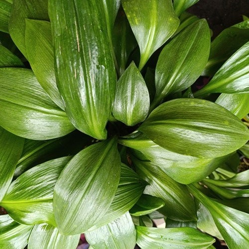 Janet Craig Pineapple Plant Dracaena Compacta