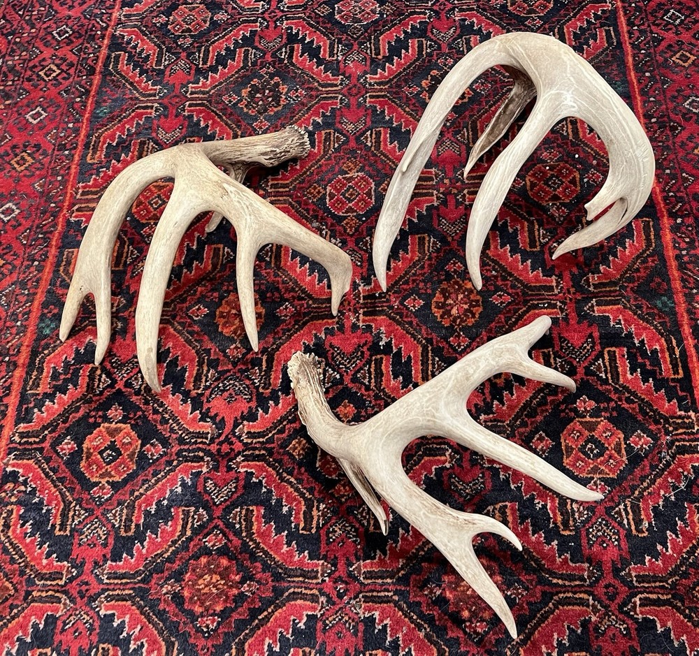 Three Large Wild Whitetail Antler Sheds