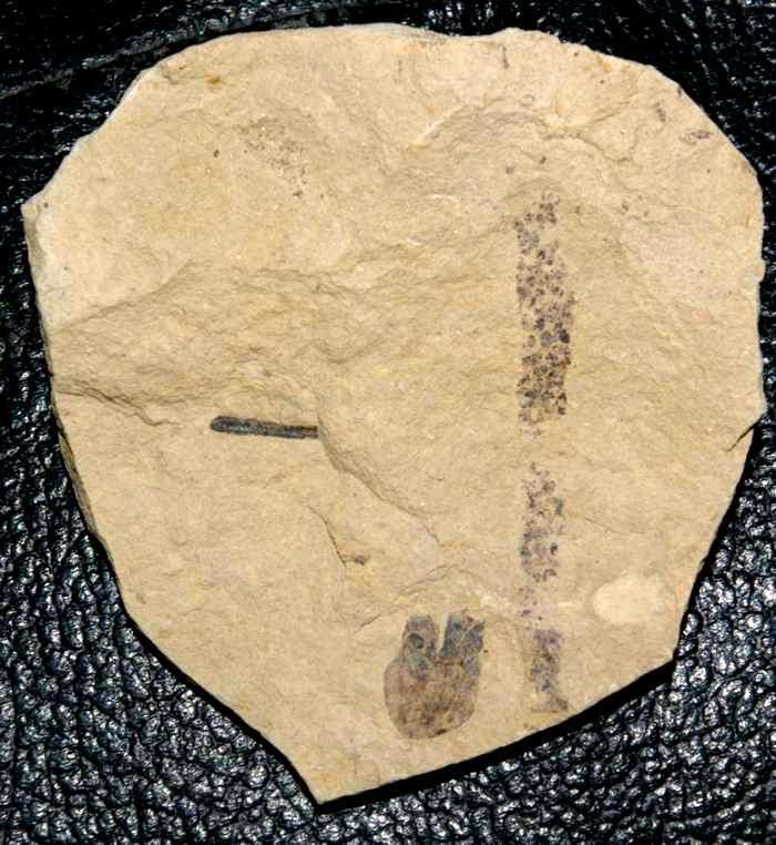 Rare Permian, Lopingian fossil seed