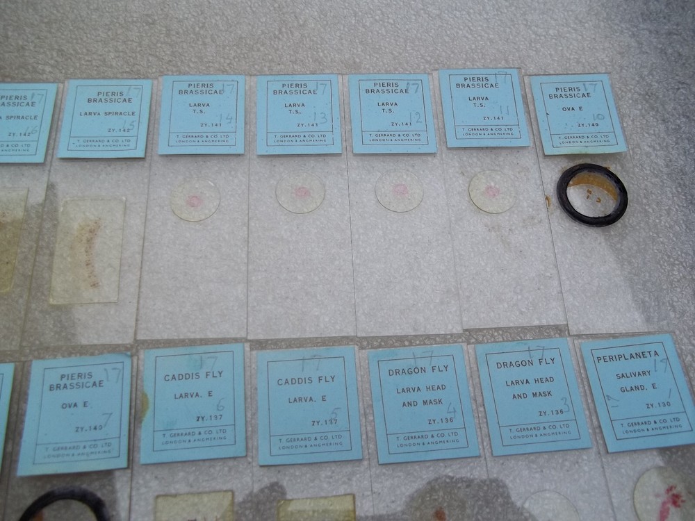 Vintage Glass Microscope Slides -