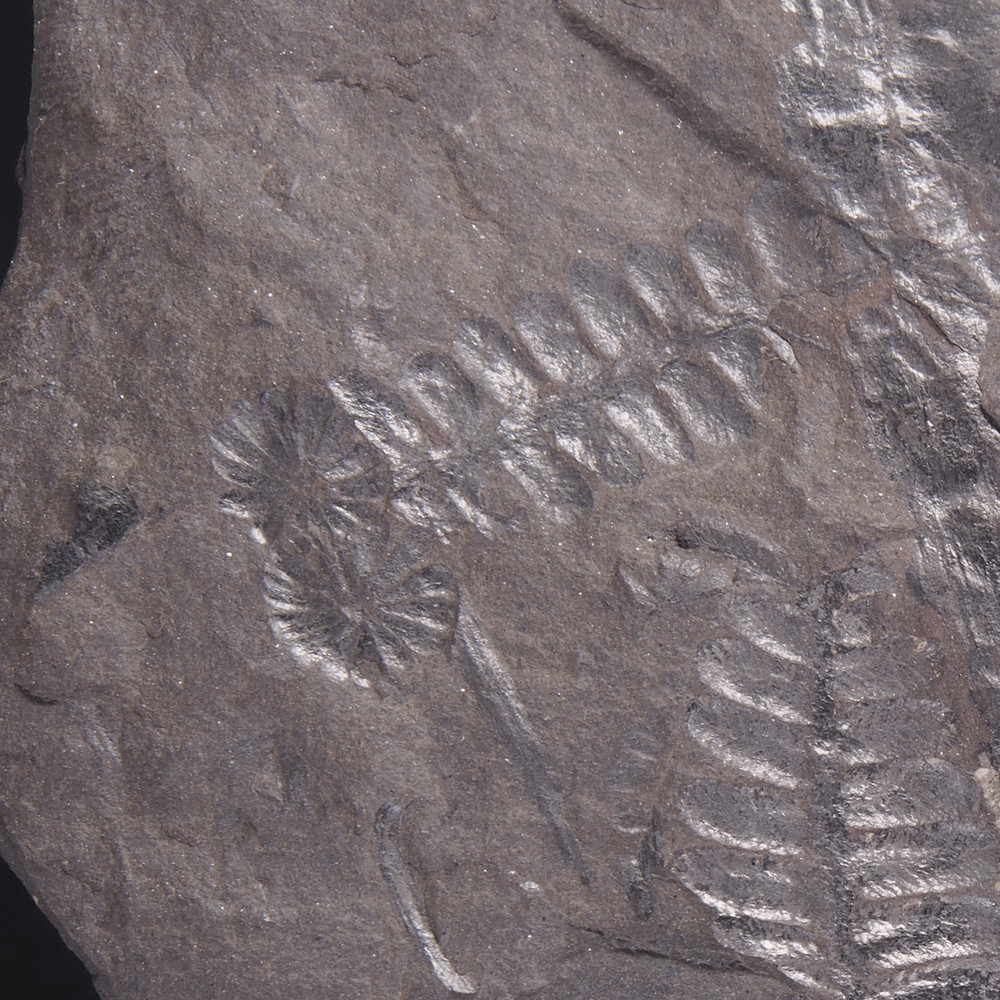 FERN FOSSIL - Carboniferous - Leon - SPAIN 20C2