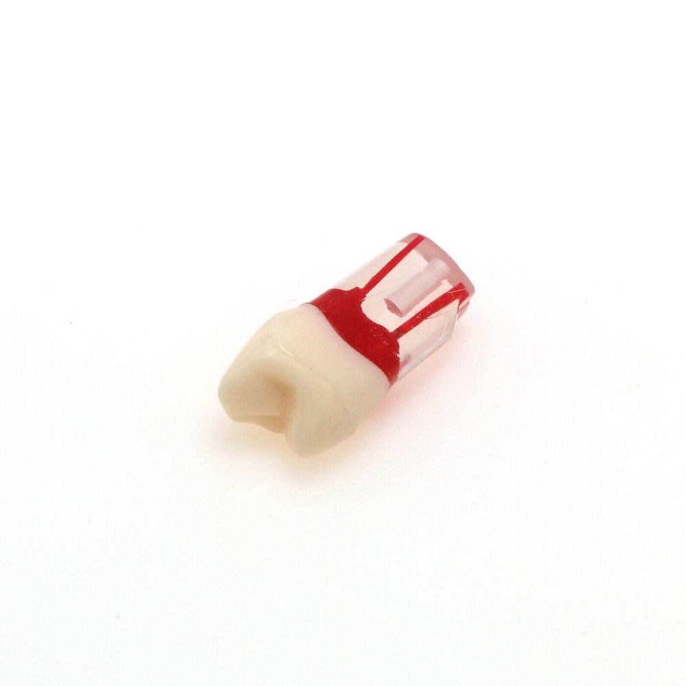 10 Pcs Dental Autoclavable Endo Root Canal Teeth Model Study Practice Typodont