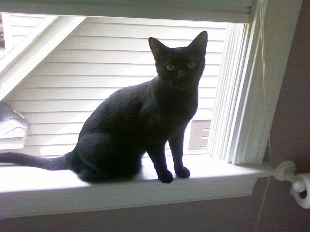 Gracie Mystery