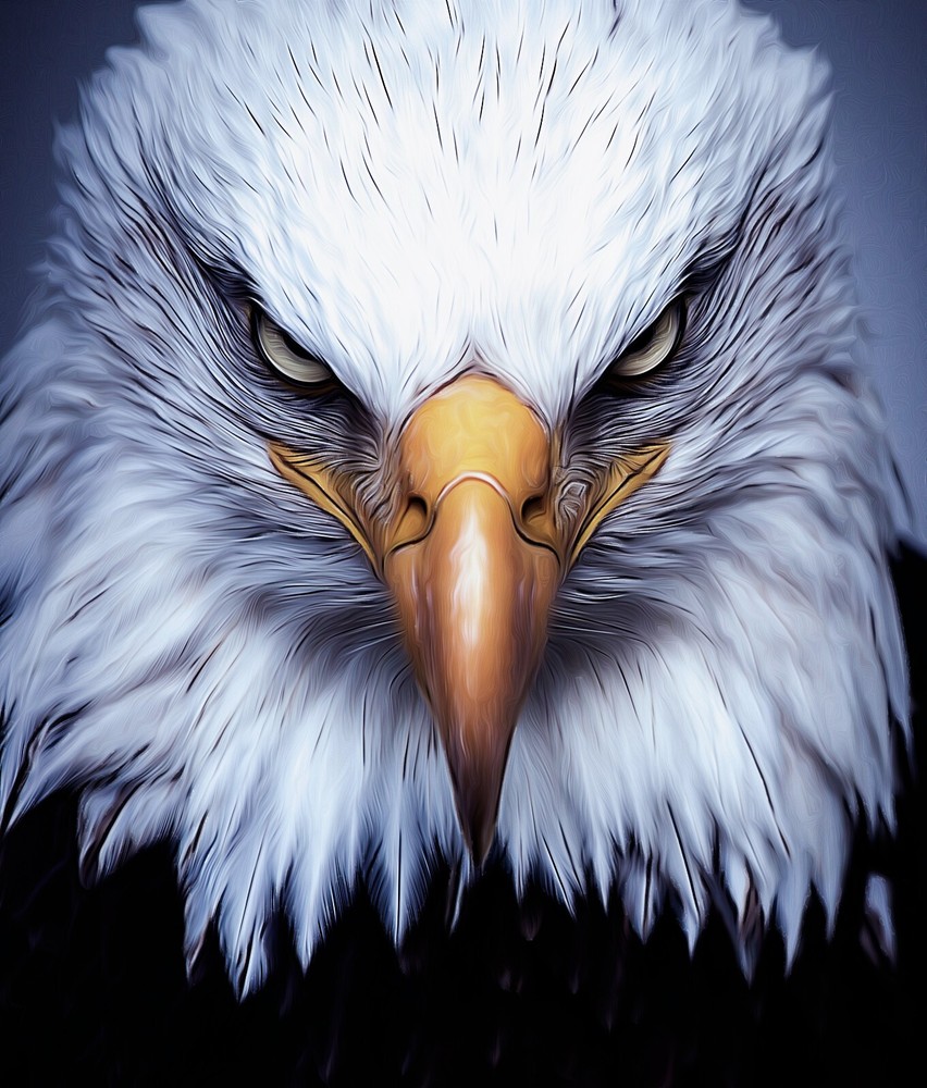 Patriotic Bald Eagle Face Giclee Art Print Canvas Wrap or poster