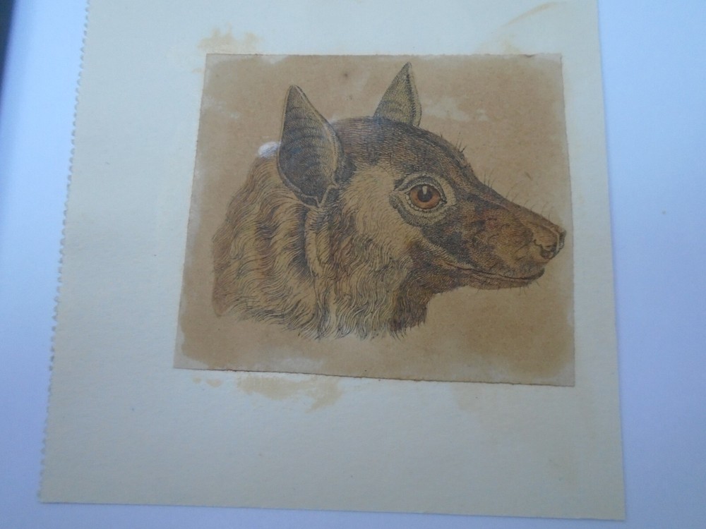 VICTORIAN SCRAP ON CARD BAT