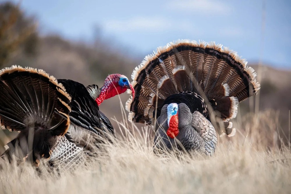 Higdon Outdoors Apex Strutter Hard Body Turkey